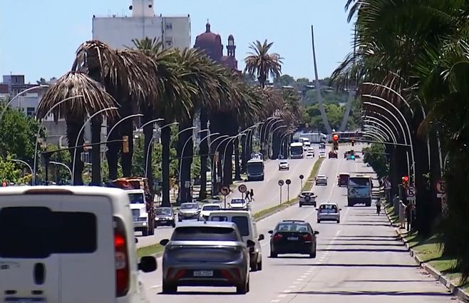 Foto: Subrayado. Palmeras en Bulevar Artigas.