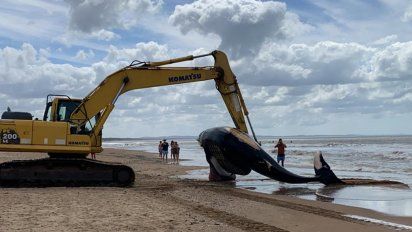aparecio muerta una ballena de 6 metros de largo en la costa de punta negra