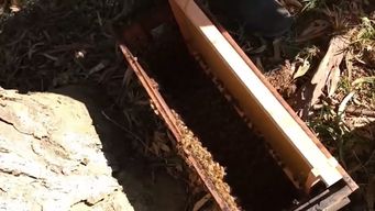 salto: un hombre fue atacado por un enjambre de abejas en el fondo de su casa y murio