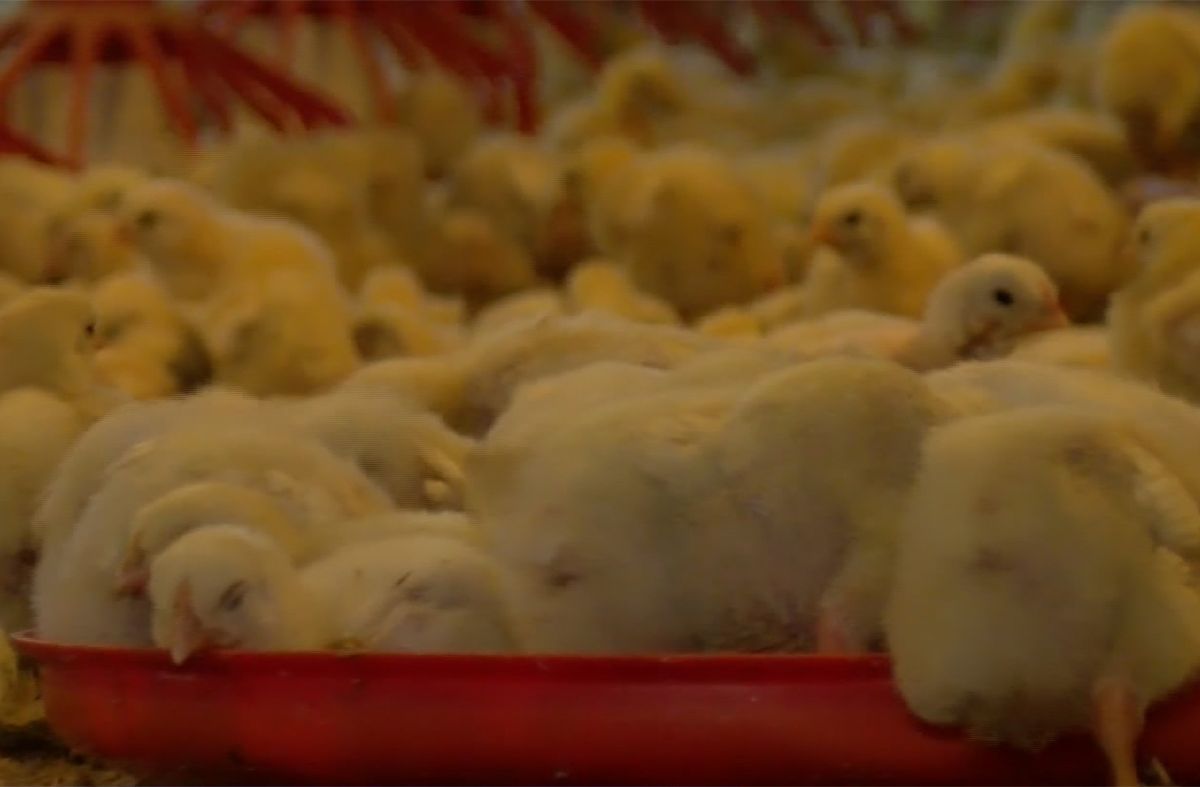 MGAP suspendió el ingreso de carne avícola de Brasil por foco de gripe aviar en Santa Catarina