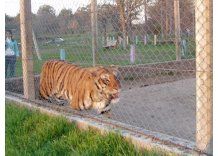 Municipales y carniceros de Tacuarembó detenidos por robar al Zoo