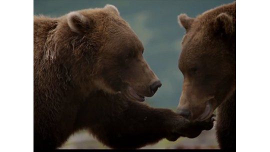 Nuevo documental de Disney: “Osos”