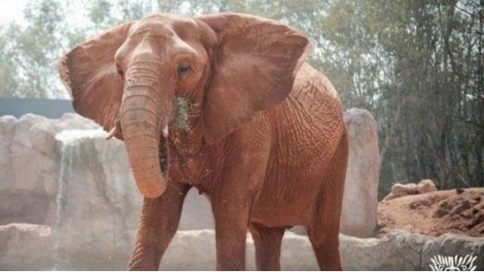 elefante marruecos