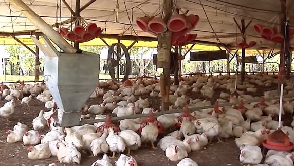 MGAP declara la emergencia sanitaria en todo el país por gripe aviar detectada en tres departamentos