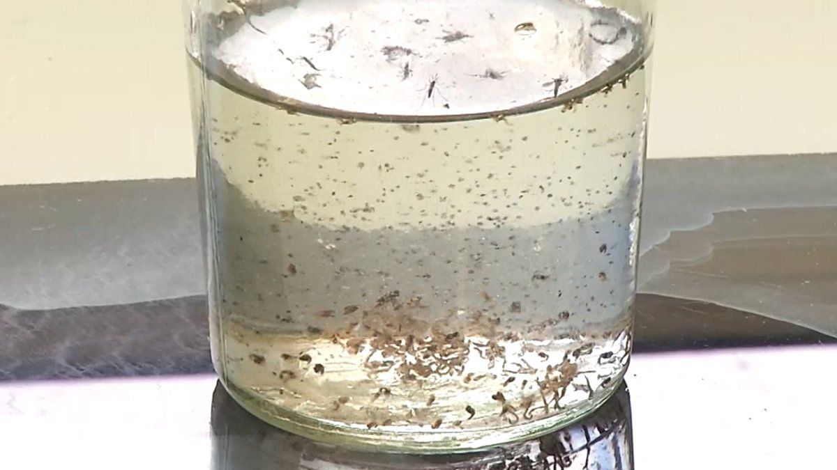 Investigación de Facultad de Medicina reveló resistencia del mosquito Aedes aegypti a insecticidas