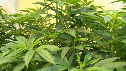 cuatro hombres a la carcel por tener 123 plantas de marihuana