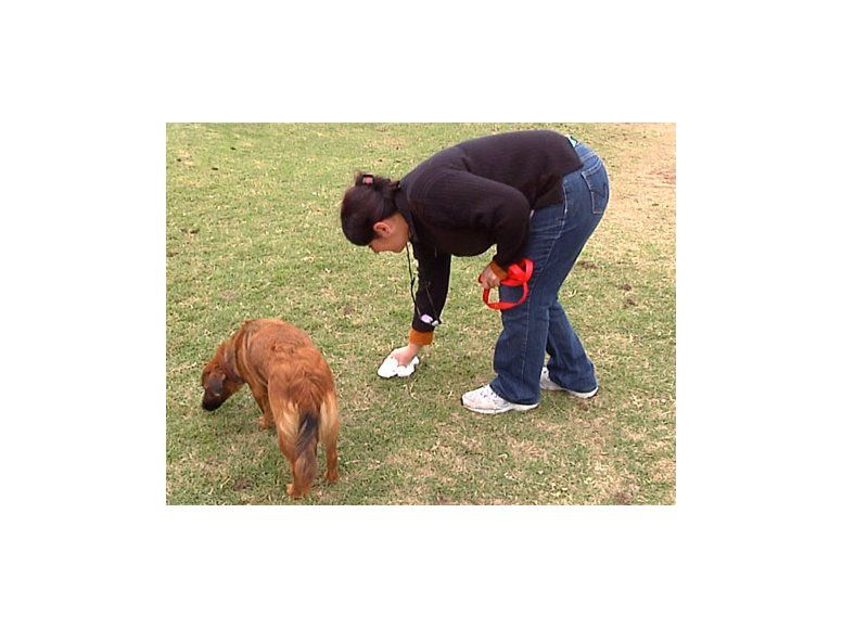 Advertencia: caca de perro puede provocar ceguera en los niños