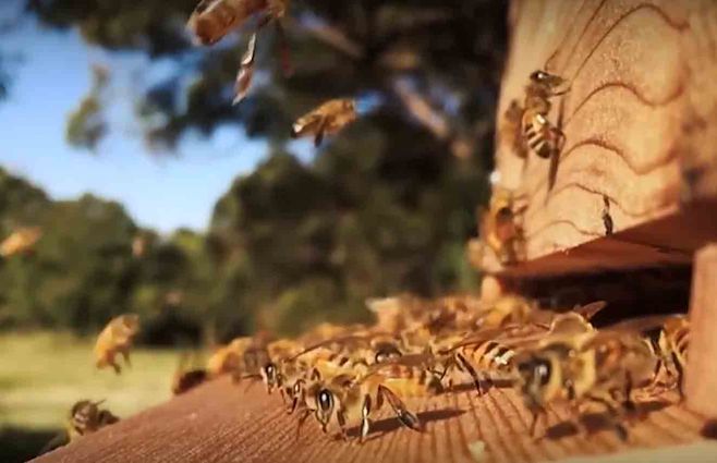 apicupuntura-abejas-vivas.jpg