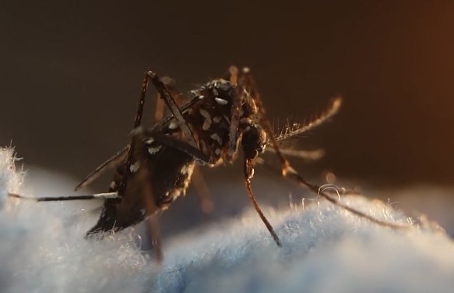 dengue-recomendaciones-msp-semana-santa