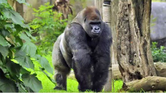 gorila bantu