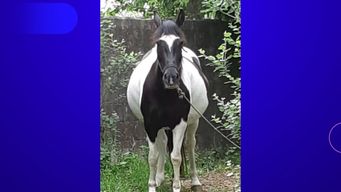 denuncian robo de caballos de equinoterapia; damnificada asegura que deja un dano tremendo y que se los comen