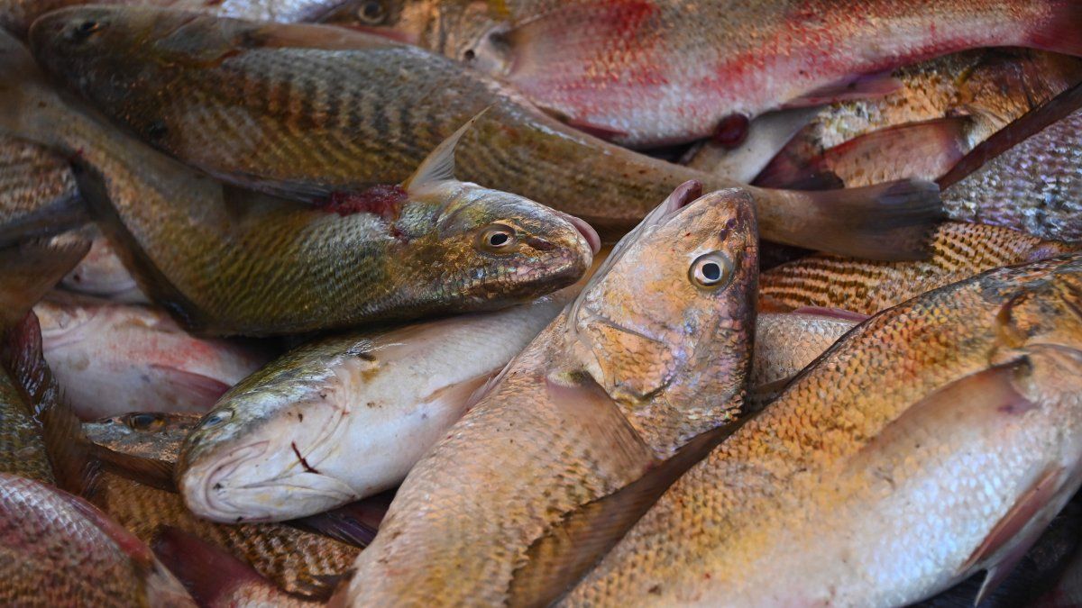 Industria pesquera denuncia problemas en abastecimiento de combustible y aumento de precio: 