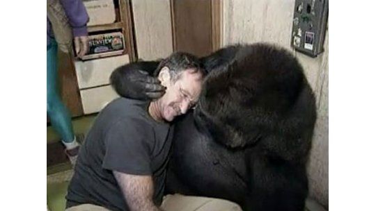 Koko: el gorila que lloró por la muerte de Robin Williams