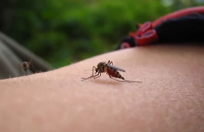 mosquito-aedes.jpg