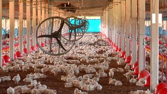 productores en alerta por importaciones de carne de pollo