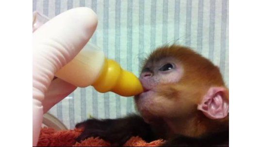 Mono de rara especie logra sobrevivir gracias a cuidados humanos