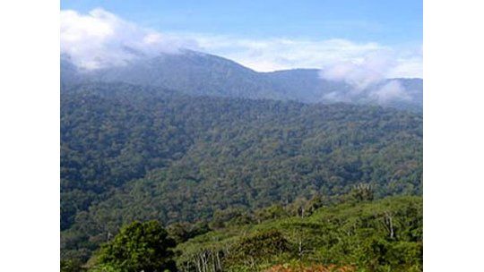 Rescatados los 5 hombres rodeados por tigres en árbol de Sumatra