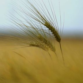 Grupo inversor francés Soufflet transmitió al gobierno proyecto para instalar planta de cebada en Uruguay Grupo inversor francés Soufflet transmitió al gobierno proyecto para instalar planta de cebada en Uruguay