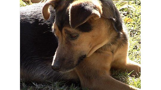 Matanza de perros en Rincón de Melilla: 8 animales en 2 días