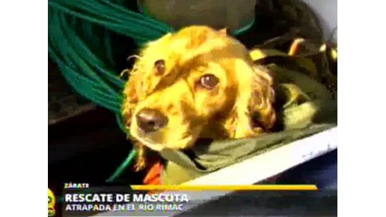 Policías rescataron a un perro atrapado en islote de un río