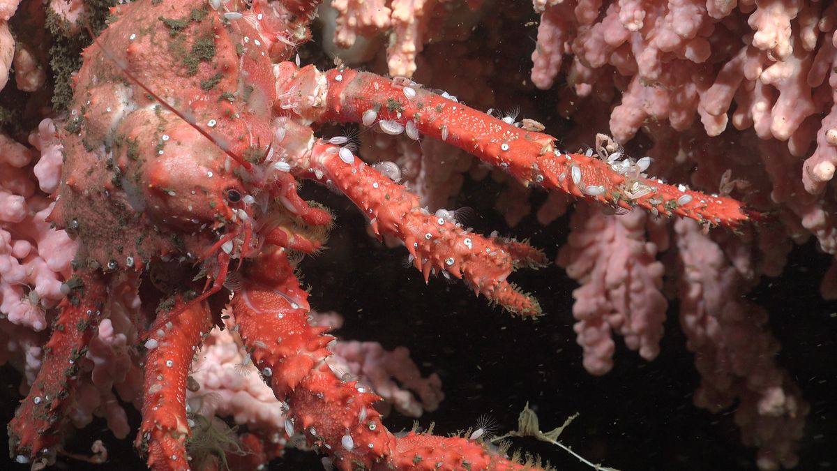 LithodeCrab. Fuente: Schmidt Ocean Institute