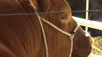 un toro ataco a un hombre y le causo un corte en el abdomen; la policia lo traslado con abundante sangrado al hospital