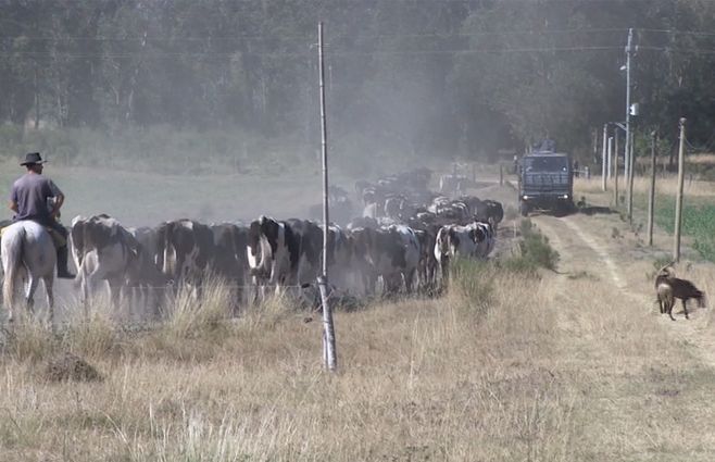 vacas-lecheras-productores-campo-ganado-perro.jpg