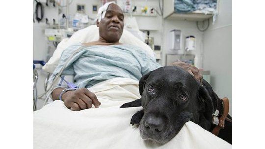 Reúnen más de U$S 120.000 para un perro héroe en EEUU