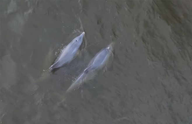 delfines