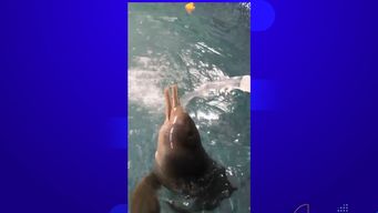 juan carlos, el delfin neonato que se recupera tras ser rescatado en rocha con varias lesiones: es un hito