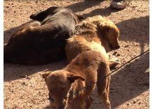 Un hombre tenía en su casa de Malvín 77 perros y 40 gatos