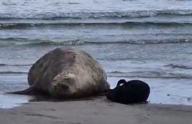 madre-cría-elefante-marino