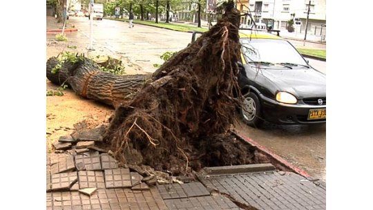 Árboles caídos y techos volados, los primeros signos del temporal