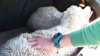 mujer imputada por abigeato: robaba ovejas y las trasladaba vivas en su auto