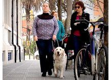 Nuevas normas habilitan a perros guías a entrar a cualquier lugar