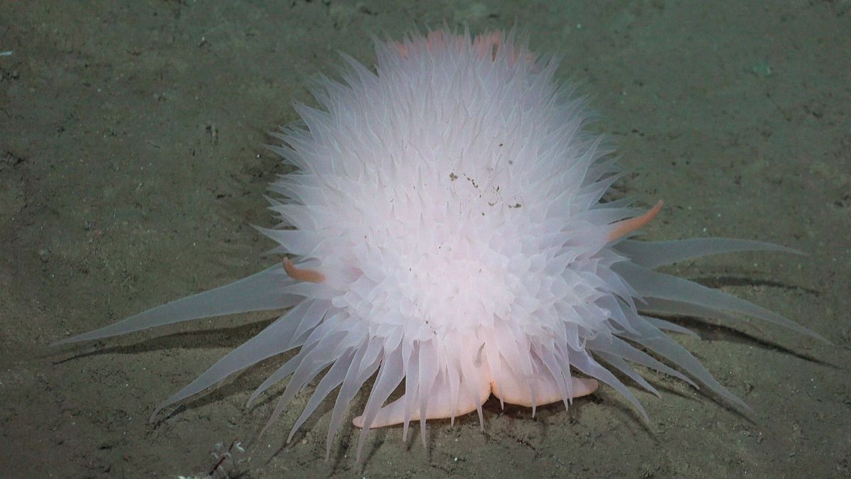 Bathydoris. Fuente: Schmidt Ocean Institute
