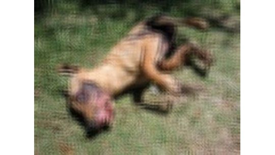 Vecinos se manifiestaron contra mujer que quemó vivo a un perro