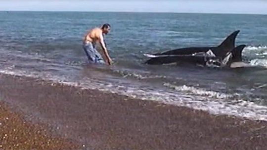 nada con orcas