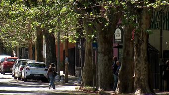el platano es un arbol cuestionado en primavera pero experta destaca sus bondades para la ciudad el resto del ano
