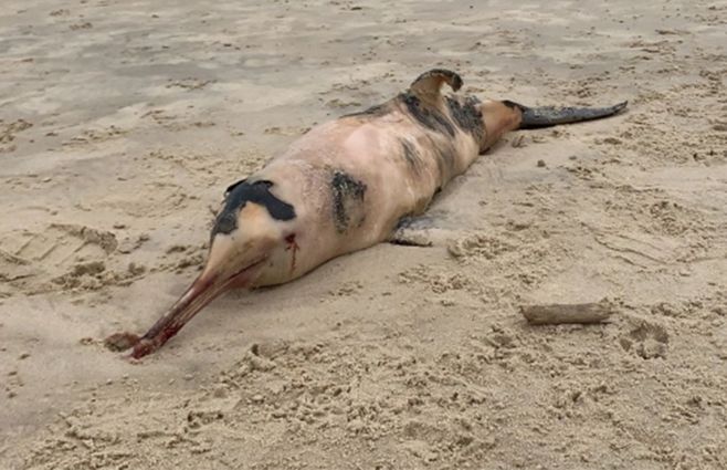 delfin-muerto-playa-pocitos.jpg