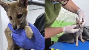 hallaron cachorra de zorra gris en estacionamiento de punta carretas; el animal esta bien en alternatus