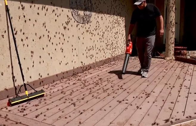 INVASIÓN-DE-GRILLOS-.-EEUU.jpg