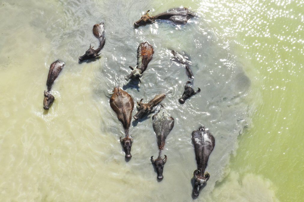 Una manada de b&uacute;falos se refrescan en un lago en Georgia