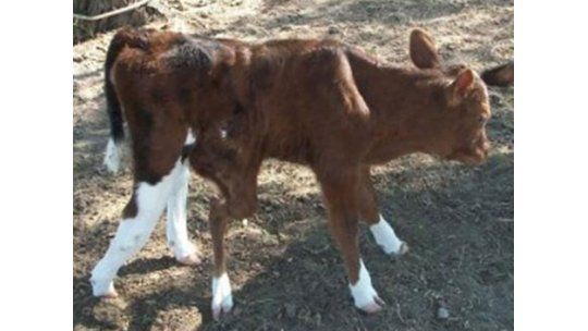 Nació un ternero de cinco patas y se encuentra en buen estado