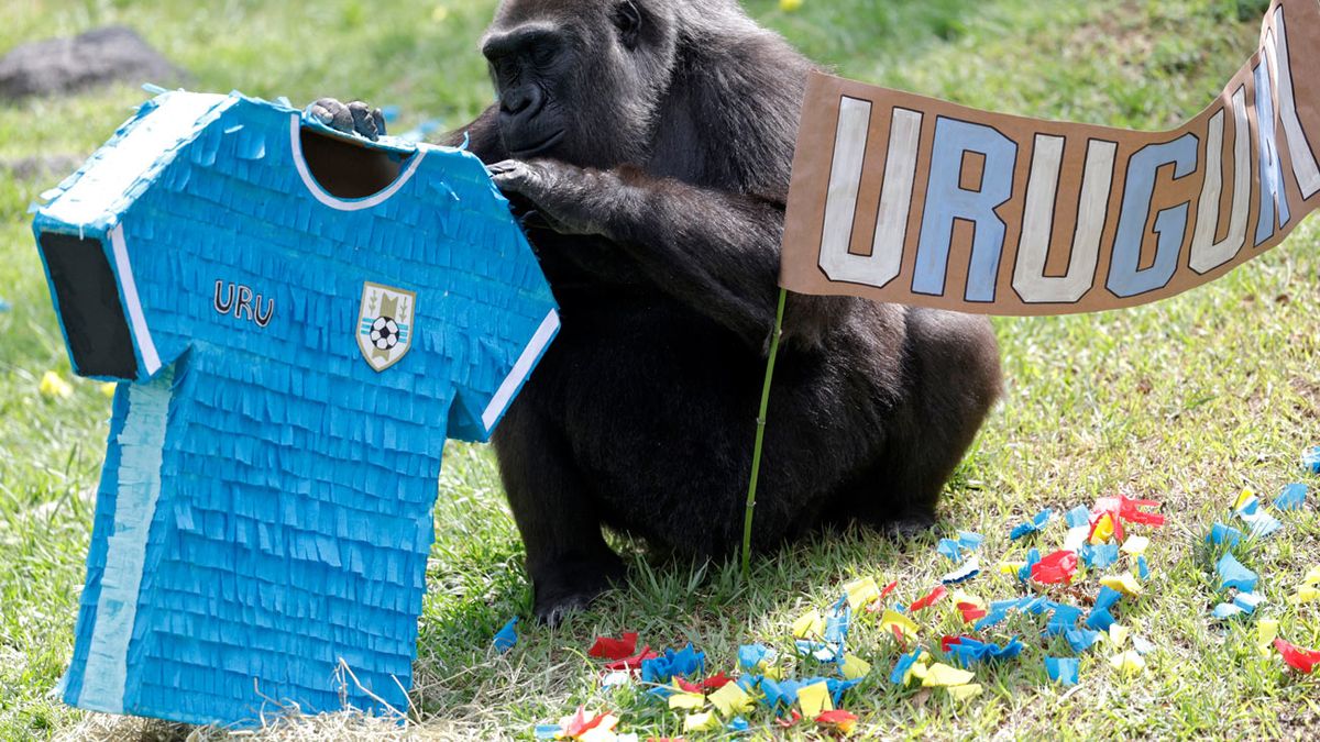 Animales del zoológico de Guadalajara predicen los ganadores