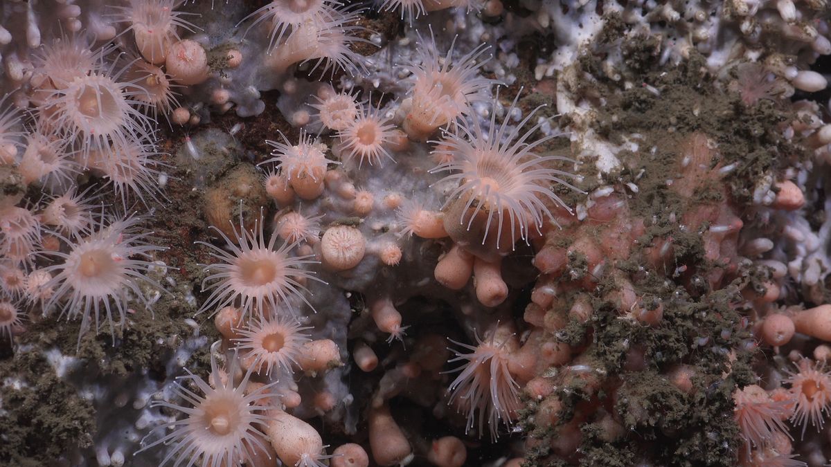 LotsOfCritters. Fuente: Schmidt Ocean Institute