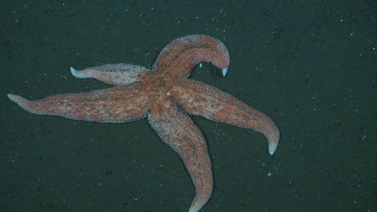 MuddyStarfish. Fuente: Schmidt Ocean Institute