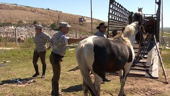 para prevenir accidentes, la policia retiro 60 caballos que estaban sueltos en las calles en montevideo