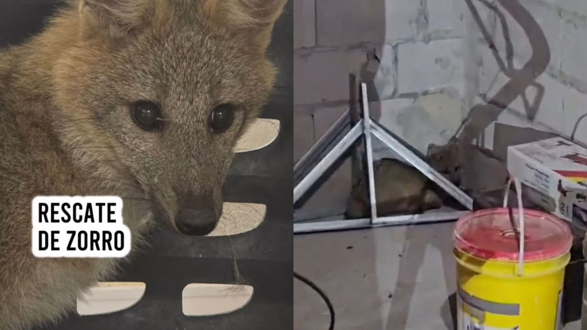 Rescataron a un zorro que asustado por perros se escondió en el galpón de una casa