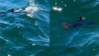 filmaron un tiburon martillo que aparecio en aguas de la paloma; biologa explico su presencia en la zona